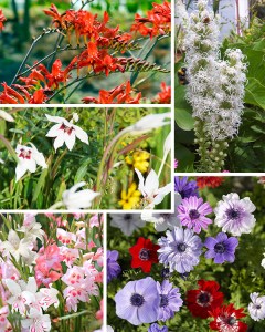 Summer biodiversity mixture2